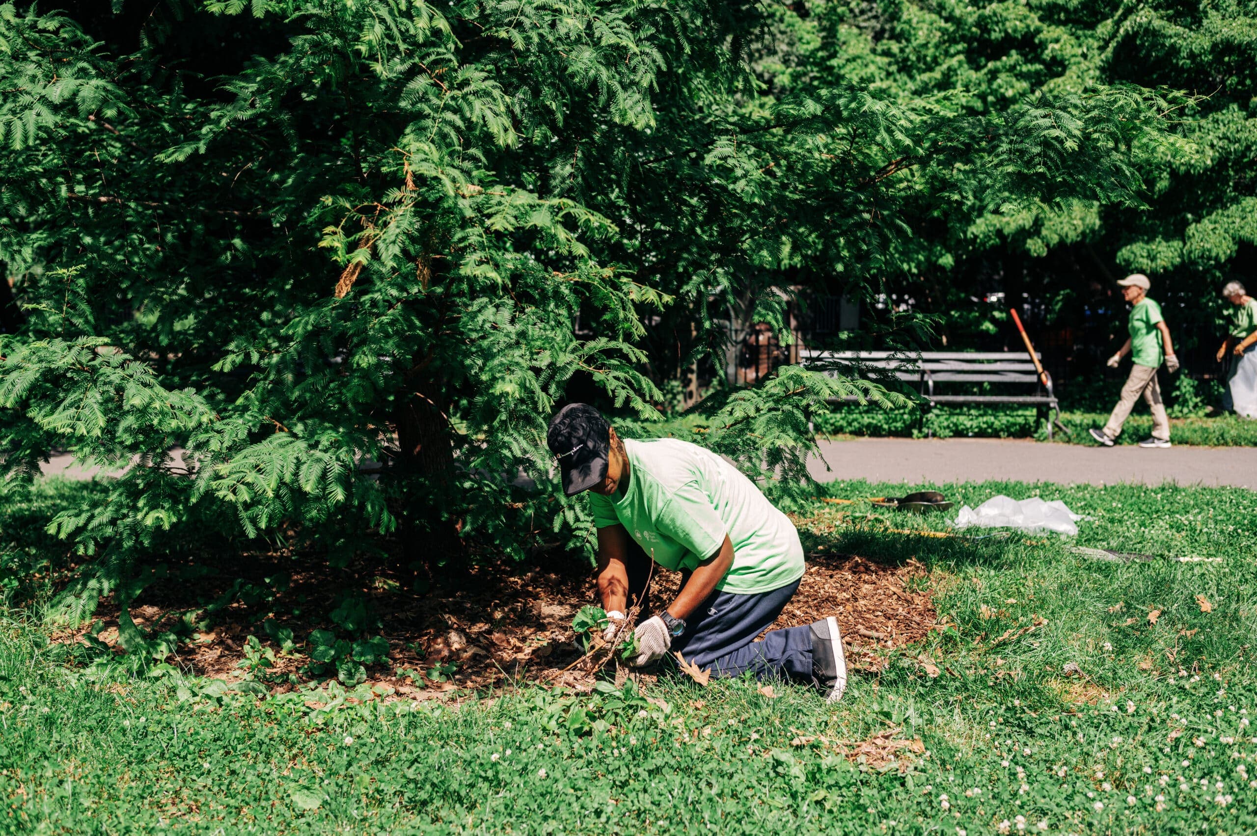 Park Pitch In: Street Tree Care